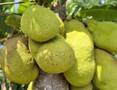 Đặc sản mít ruột đỏ