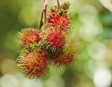 Nhận diện chôm chôm nhãn