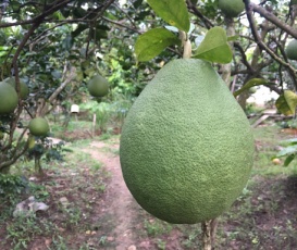 Bưởi da xanh