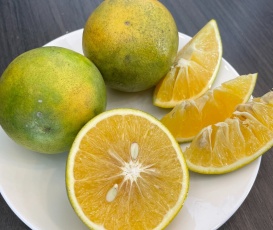CAM XOÀN HƯU CƠ