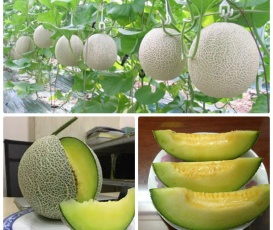 Dưa lưới