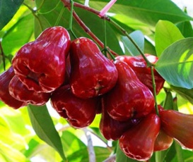 MẬN AN PHƯỚC