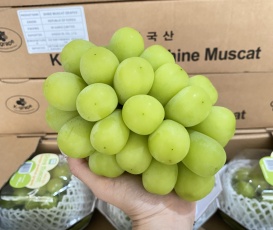 NHO MẪU ĐƠN HÀN QUỐC