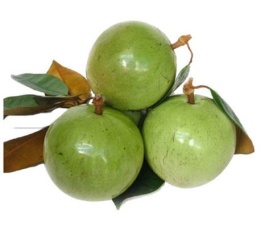 Vú sữa Lò Rèn