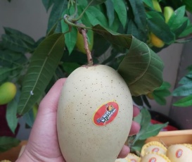 Xoài cát chu da xanh