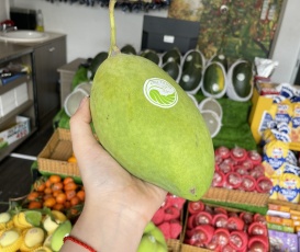 XOÀI CÁT HOÀ LỘC
