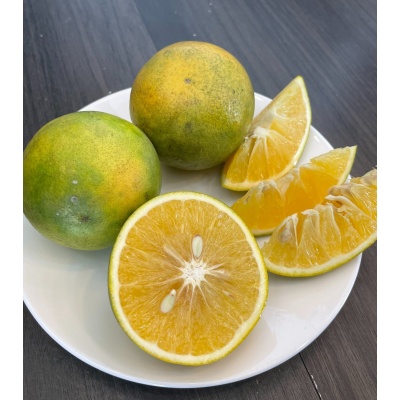 CAM XOÀN HƯU CƠ