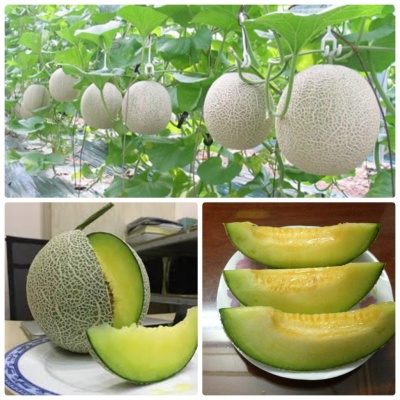 Dưa lưới