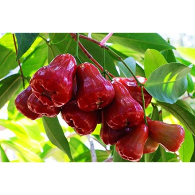 MẬN AN PHƯỚC