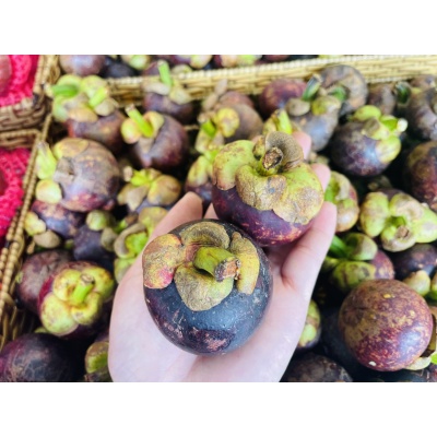 MĂNG CỤT THÁI LAN
