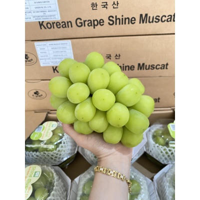 NHO MẪU ĐƠN HÀN QUỐC