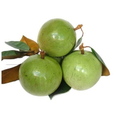 Vú sữa Lò Rèn