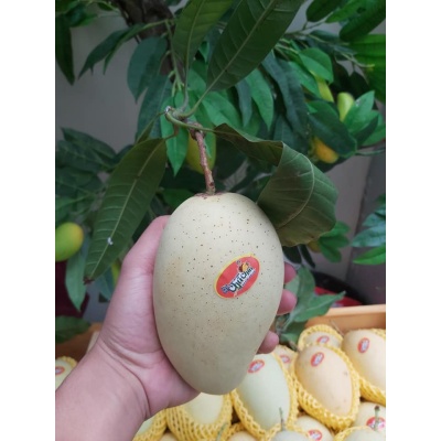 Xoài cát chu da xanh