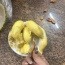Sầu riêng