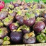 MĂNG CỤT THÁI LAN